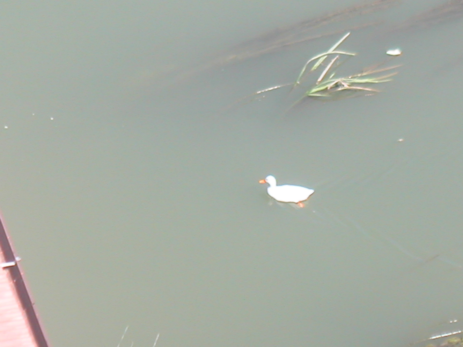 PICT0011.JPG