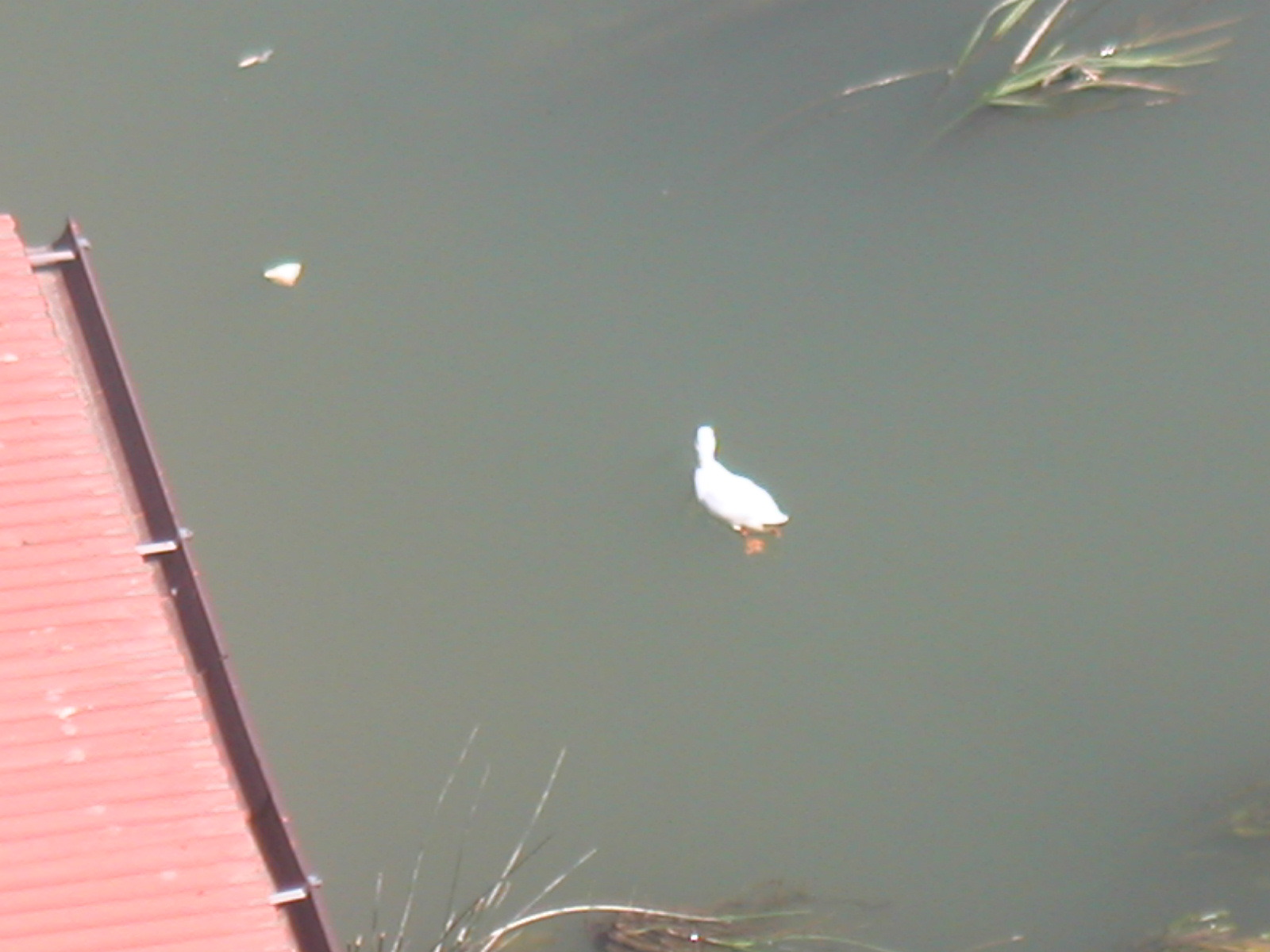 PICT0009.JPG