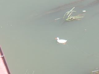 PICT0011.JPG