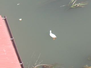 PICT0009.JPG